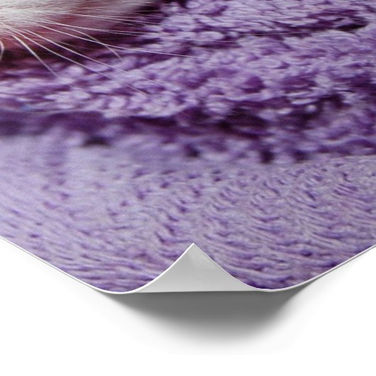 Slapende kittens poster (Hoek)