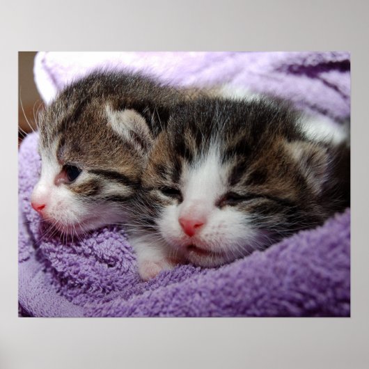 Slapende kittens poster (Voorkant)