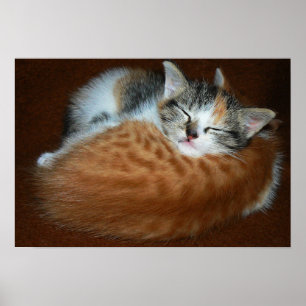 Slapende kittens poster