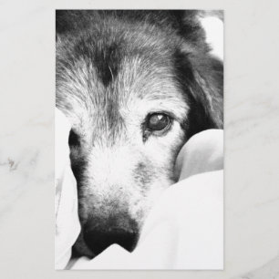 slapende knuppel hond op bed zwart wit briefpapier