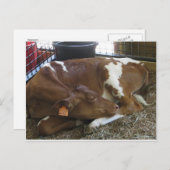 Slapende Koe Briefkaart (Voorkant / Achterkant)