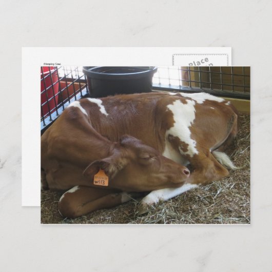 Slapende Koe Briefkaart (Voorkant / Achterkant)
