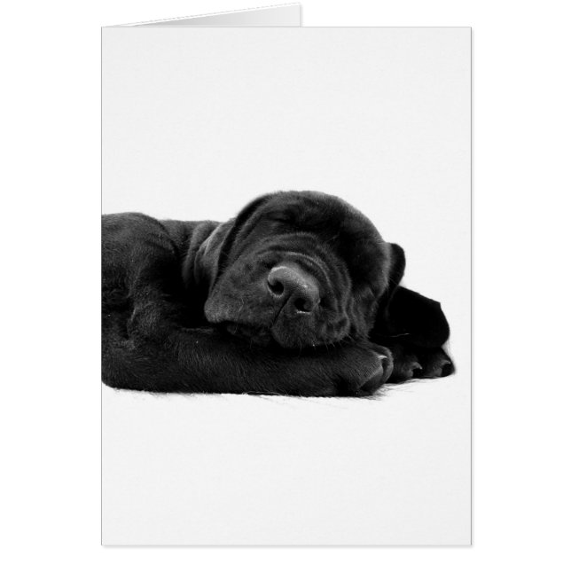 Slapende Lab-kaart (Voorkant)