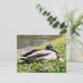 Slapende Mallard Briefkaart (Staand voorkant)