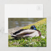Slapende Mallard Briefkaart (Voorkant / Achterkant)