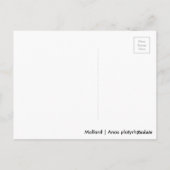 Slapende Mallard Briefkaart (Achterkant)