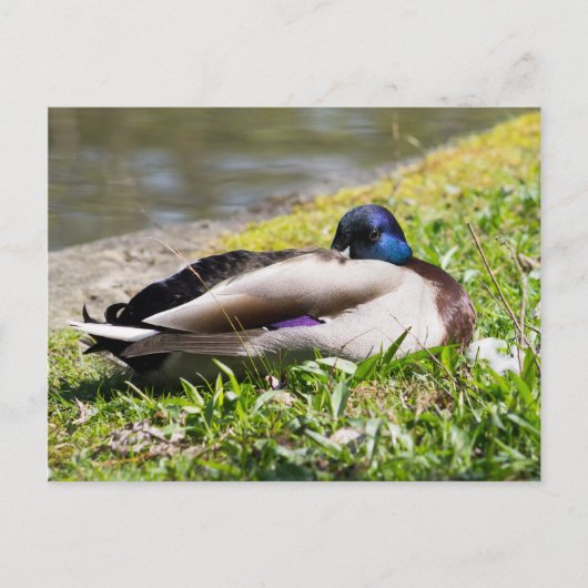 Slapende Mallard Briefkaart (Voorkant)