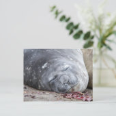 Slapende olifantenzegel briefkaart (Staand voorkant)