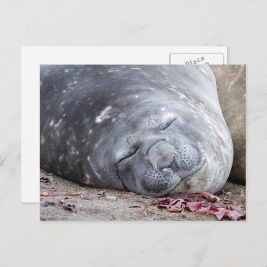 Slapende olifantenzegel briefkaart (Voorkant / Achterkant)