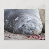 Slapende olifantenzegel briefkaart (Voorkant)