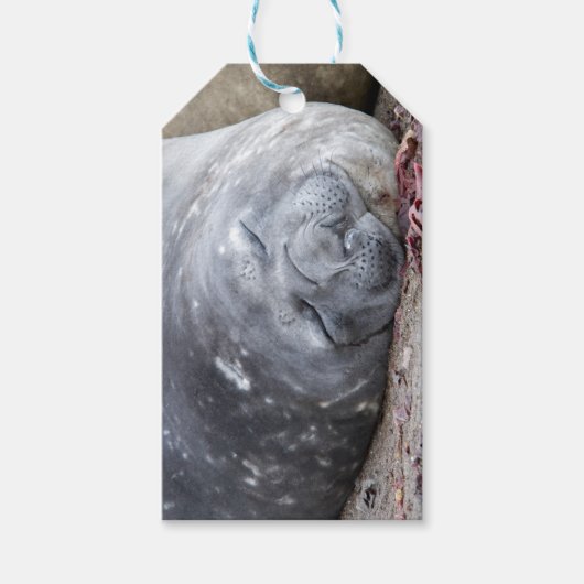 Slapende olifantenzegel cadeaulabel (Voorkant)