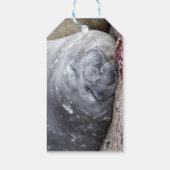 Slapende olifantenzegel cadeaulabel (Achterkant)