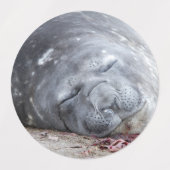 Slapende olifantenzegel labels (Design 2)