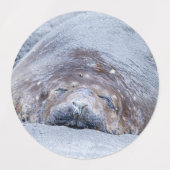 Slapende olifantenzegel labels (Design 2)