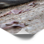 Slapende olifantenzegel perfect poster (Hoek)