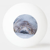 Slapende olifantenzegel pingpongbal (Voorkant)