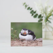 Slapende Puffin Briefkaart (Staand voorkant)