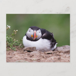 Slapende Puffin Briefkaart