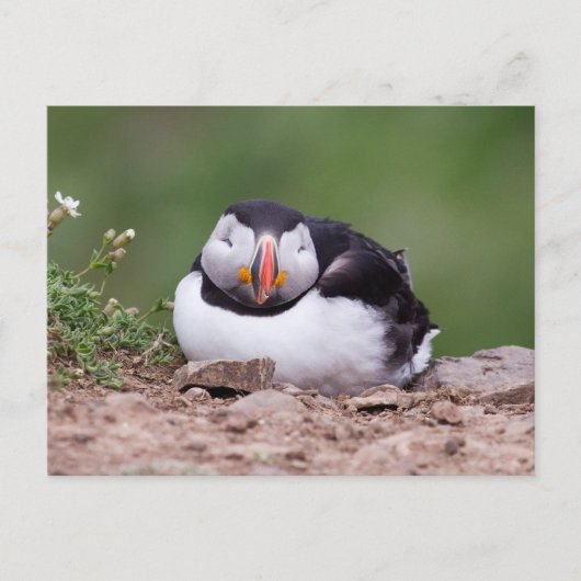 Slapende Puffin Briefkaart (Voorkant)