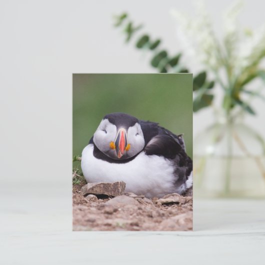 Slapende Puffin Briefkaart (Staand voorkant)