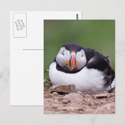 Slapende Puffin Briefkaart (Voorkant / Achterkant)