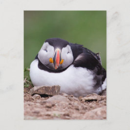 Slapende Puffin Briefkaart