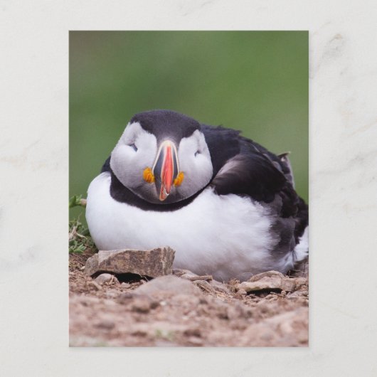 Slapende Puffin Briefkaart (Voorkant)