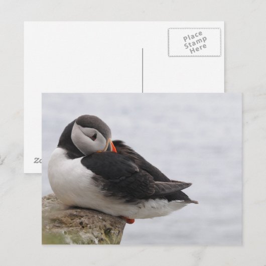 Slapende Puffin Briefkaart (Voorkant / Achterkant)