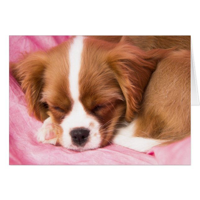 Slapende Puppy Cavalier King Charles Spaniel Kaart (Voorkant Horizontaal)
