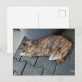 Slapende schildpad kat briefkaart (Voorkant / Achterkant)
