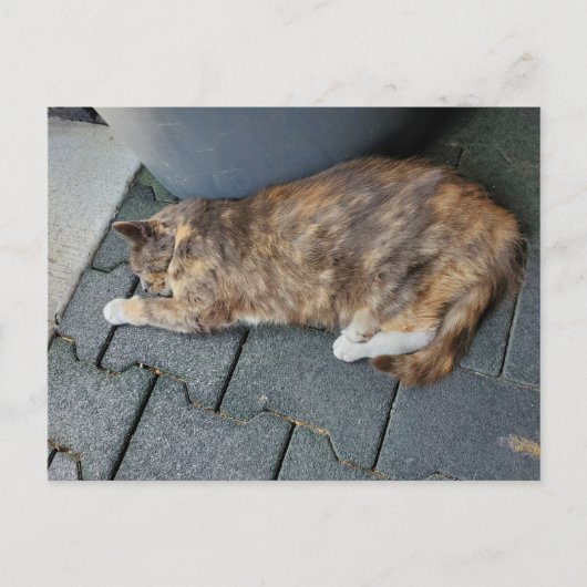 Slapende schildpad kat briefkaart (Voorkant)