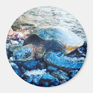 slapende schildpadmagneet magneet