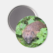 Slapende schoonheid magneet (Voorkant / Achterkant)