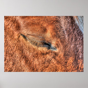 Slapende Sorrel Horse Eye en Lashes Fotoonderzoek Poster
