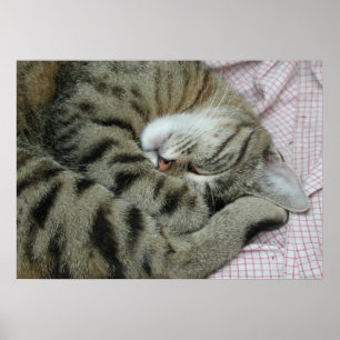 Slapende Tijgerkat Poster