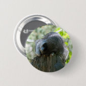Slapende Wasbeer Speld Ronde Button 5,7 Cm (Voorkant /achterkant)