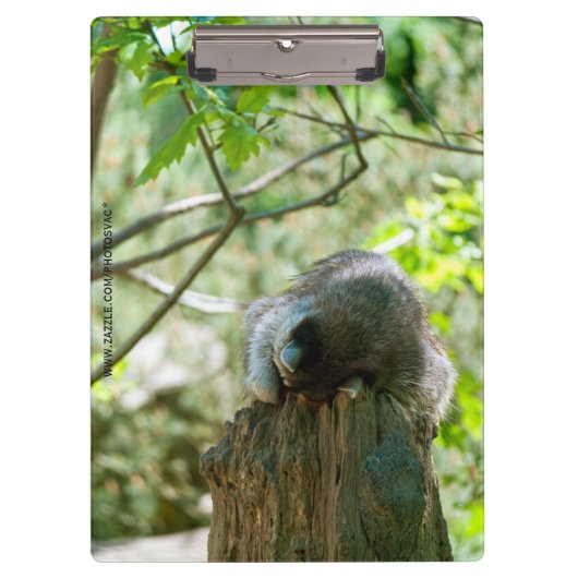 Slapende Wasbeer Stickers Klembord (Voorkant)