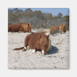 Slapende Wilde Poneys in Assateague National Park Magneet