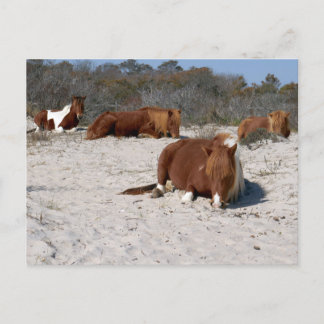 Slapende Wilde Pony's in Assateague National Park Briefkaart