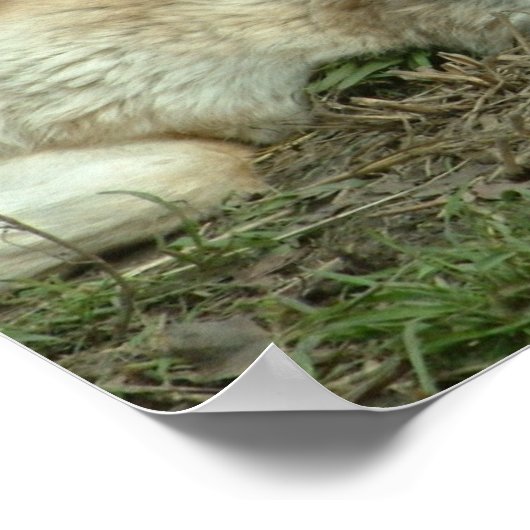 slapende wolven poster (Hoek)