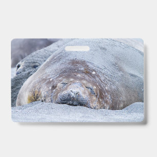 Slapende zeeolifant badge