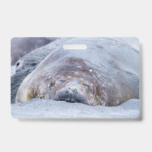 Slapende zeeolifant badge (Voorzijde)