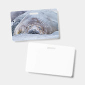 Slapende zeeolifant badge (Voor- en achterkant)
