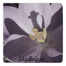 Slaperig Crocus-Poster