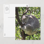 slaperig koala briefkaart (Voorkant / Achterkant)