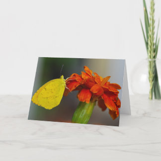 Slaperig Sinaasappel Kaart