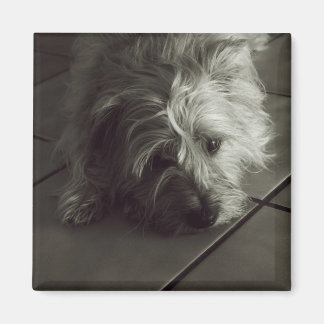Slaperige cairn terrier magneet