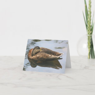 Slaperige Eend Natuurfotografie Notitie Kaart