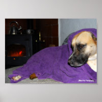 Slaperige Hond bij Open Haard
