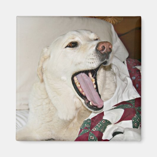 Slaperige hond magneet (Voorkant)